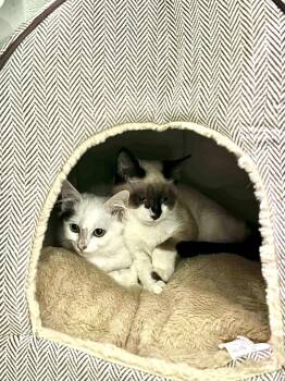 Rescue Domestic Medium Hair and Siamese Cats for Adoption in Little Mountain, South Carolina - Zorro & Hidalgo (Zora & Hildy) | PetCurious