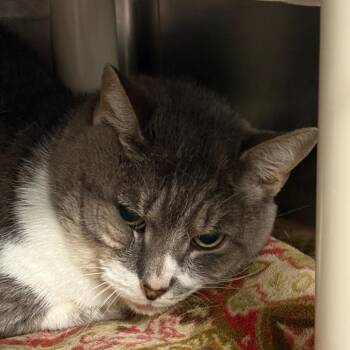 Jacob*Bonded w/ Maggie* -  Domestic Short Hair Cat for Adoption in Kennebunk, Maine - Jacob*Bonded W/ Maggie* | PetCurious