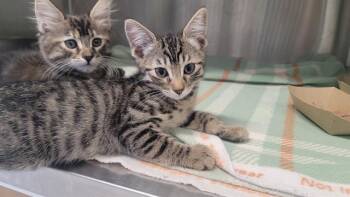 Rescue Domestic Short Hair Cats for Adoption in Tustin, California - MARY | PetCurious