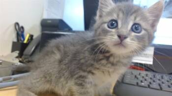 Domestic Short Hair Cats Available for Adoption - EMMA | PetCurious