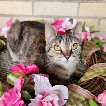 Sophie -  Domestic Short Hair Cat Available for Adoption - Sophie | PetCurious