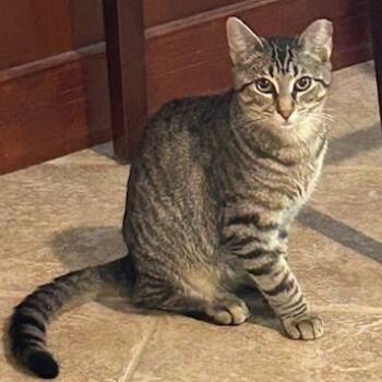 Rescue Domestic Short Hair Cats for Adoption in Winchester, Virginia - Stock | PetCurious