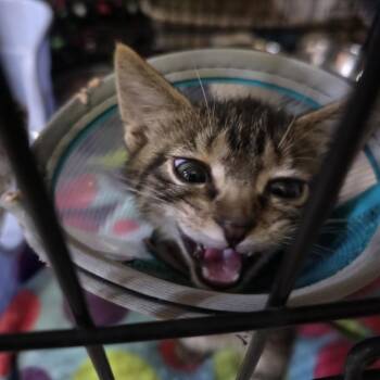 Takoda Casper -  Domestic Short Hair Cat for Adoption in Eagle Mountain, Utah - Takoda Casper | PetCurious