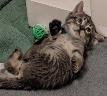 Tabby and Domestic Short Hair Cats Available for Adoption in Red Bluff, California - *Sean | PetCurious