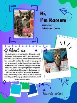 Kareem -  Domestic Short Hair Cat Available for Adoption in Huntington, West Virginia - Kareem | PetCurious