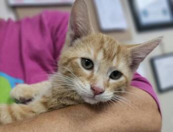 Phillip (Grey Collar) -  Domestic Short Hair and Tabby Cat for Adoption in Fremont, Nebraska - Phillip (Grey Collar) | PetCurious