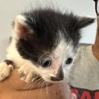 Willy -  Domestic Short Hair Cat for Adoption in Parrish, Alabama - Willy | PetCurious
