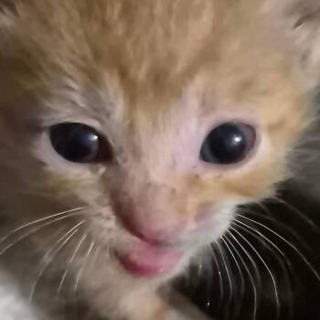 Copper -  Domestic Short Hair Cat for Adoption in Grantsville, Utah - Copper | PetCurious
