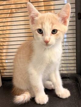 ISRAEL -  Domestic Short Hair Cat for Adoption in Rancho Cucamonga, California - ISRAEL | PetCurious