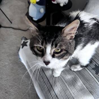 Arcturus -  Domestic Medium Hair Cat for Adoption in Evanston, Illinois - Arcturus | PetCurious