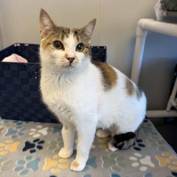 Spots -  Domestic Short Hair Cat for Adoption in Cooperstown, New York - Spots | PetCurious