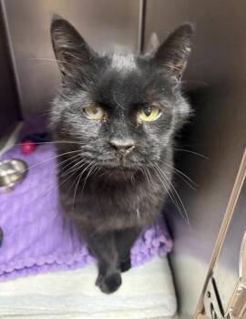 Domestic Short Hair Cats Available for Adoption in Black Eagle, Montana - Chip | PetCurious