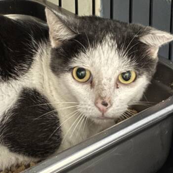 Milton -  Domestic Short Hair Cat for Adoption in Columbus, North Carolina - Milton | PetCurious