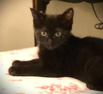 Domestic Short Hair Cats Available for Adoption in Fort Myers, Florida - Onyx | PetCurious