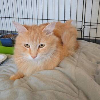 Betty -  Domestic Long Hair Cat for Adoption in Tucson, Arizona - Betty | PetCurious