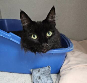 Jerry -  Maine Coon Cat for Adoption in Los Angeles, California - Jerry | PetCurious