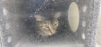 MISTY -  Domestic Short Hair Cat for Adoption in Orlando, Florida - MISTY | PetCurious