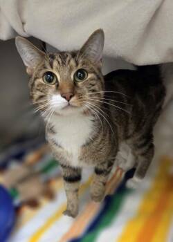Roly Poly -  Domestic Short Hair Cat for Adoption in Westland, Michigan - Roly Poly | PetCurious