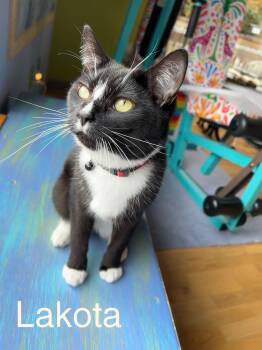 Tabby Cats Available for Adoption - LAKOTA & MAVERICK #1839D - Offered By Owner | PetCurious