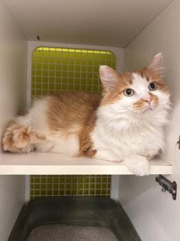 Chonk -  Domestic Long Hair Cat for Adoption in Milton, Delaware - Chonk | PetCurious