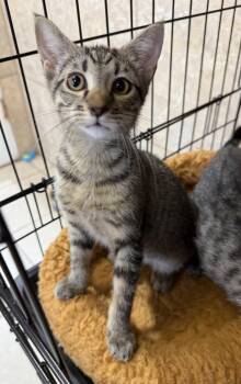 Amalgam -  Domestic Short Hair Cat for Adoption in INDN HBR BCH, Florida - Amalgam | PetCurious