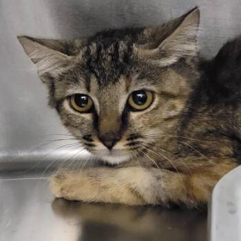 Lily -  Domestic Short Hair Cat for Adoption in Las Vegas, Nevada - Lily | PetCurious