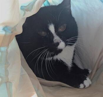 Rescue Domestic Short Hair Cats for Adoption in Fort Lauderdale, Florida - MAURITIUS | PetCurious