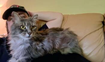 Rescue Domestic Long Hair Cats for Adoption in Johns Creek, Georgia - Fluffy | PetCurious