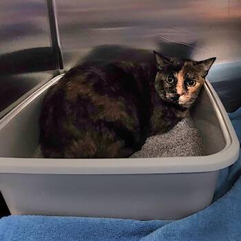 Mya -  Domestic Short Hair Cat for Adoption in Walker, Michigan - Mya | PetCurious