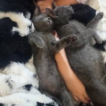 Elwood -  Domestic Short Hair Cat for Adoption in Richmond, Missouri - Elwood | PetCurious