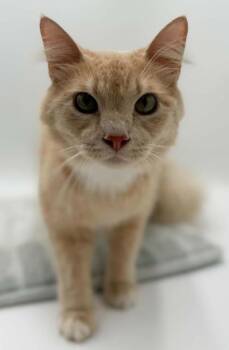 Booker -  Domestic Long Hair and Domestic Short Hair Cat for Adoption in Bowling Green, Kentucky - Booker | PetCurious