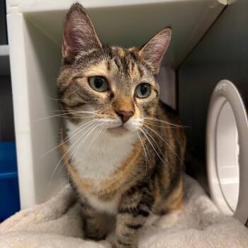 Lucy "Goose" -  Domestic Short Hair Cat for Adoption in Fairport, New York - Lucy "Goose" | PetCurious