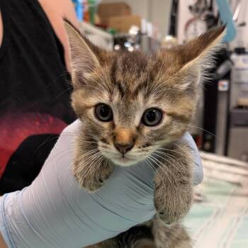 Romania -  Domestic Short Hair Cat for Adoption in Nashville, Tennessee - Romania | PetCurious