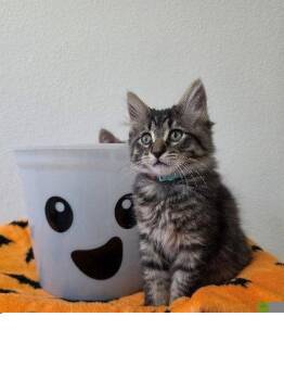 Flashy Frank -  Domestic Medium Hair Cat for Adoption in Colorado Springs, Colorado - Flashy Frank | PetCurious