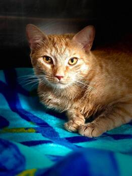 Nugget / Pumpkin -  Domestic Short Hair Cat for Adoption in Sebastian, Florida - Nugget / Pumpkin | PetCurious