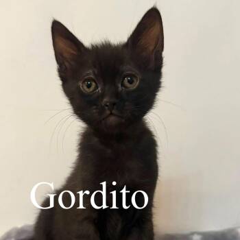Gordito -  Domestic Short Hair Cat for Adoption in San Tan Valley, Arizona - Gordito | PetCurious