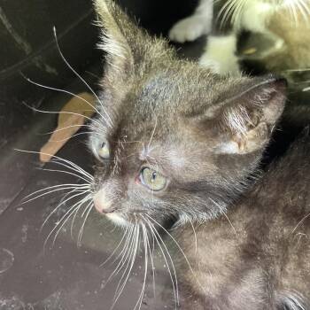 Amethyst -  Domestic Short Hair Cat for Adoption in Leander, Texas - Amethyst | PetCurious