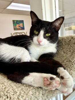Elvira -  Domestic Short Hair Cat for Adoption in Medina, Ohio - Elvira | PetCurious