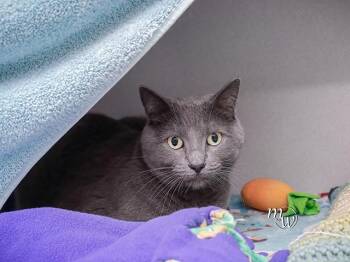 MCNUGGET -  Domestic Short Hair Cat for Adoption in Omaha, Nebraska - MCNUGGET | PetCurious