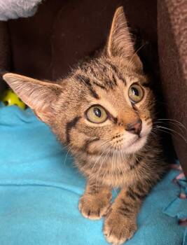 Rescue Domestic Short Hair Cats for Adoption in Westfield, New York - Arlo | PetCurious