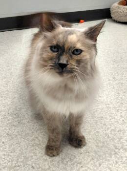 Louise -  Domestic Long Hair Cat Available for Adoption in Montello, Wisconsin - Louise | PetCurious