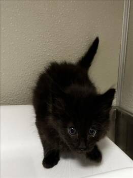 Domestic Medium Hair Cats Available for Adoption in Tracy, California - REED | PetCurious
