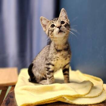 Napolean Break Dance -  Domestic Short Hair Cat for Adoption in Davenport, Iowa - Napolean Break Dance | PetCurious