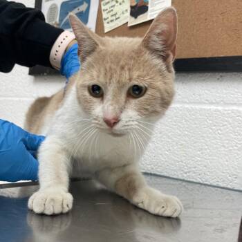 Domestic Short Hair Cats Available for Adoption - Jackfruit | PetCurious