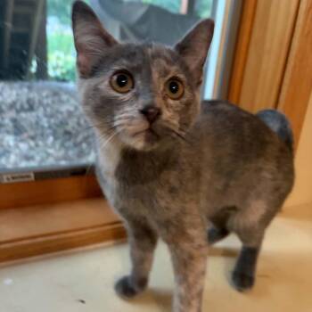 Rose Landry -  Domestic Short Hair Cat for Adoption in Saint Paul, Minnesota - Rose Landry | PetCurious