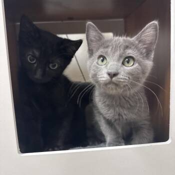Ripley -  Domestic Short Hair Cat for Adoption in Pleasant Hill, California - Ripley | PetCurious