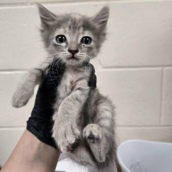 Plum -  Domestic Medium Hair Cat for Adoption in Reno, Nevada - Plum | PetCurious