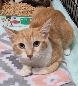 Penny Lane -  Domestic Short Hair Cat for Adoption in Chattanooga, Tennessee - Penny Lane | PetCurious