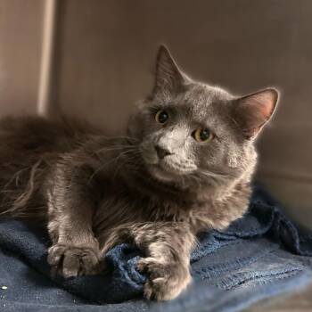 Actual Mr. Beast -  Domestic Medium Hair Cat for Adoption in Davenport, Iowa - Actual Mr. Beast | PetCurious