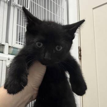 Jenny -  Domestic Short Hair Cat for Adoption in Franklin, North Carolina - Jenny | PetCurious